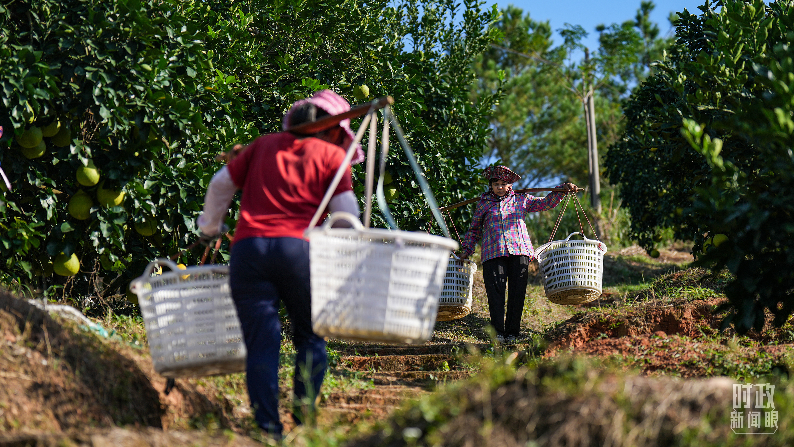 △南福村的果农。（总台记者李晋拍摄）