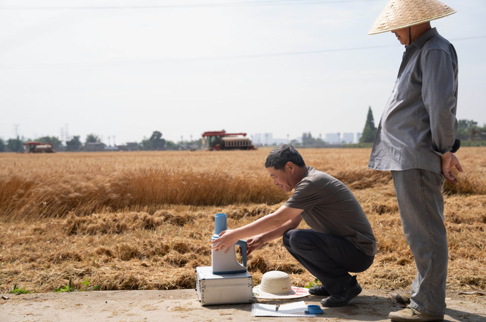 5月15日,工作人员在四川广汉市南丰镇双福村测量刚收获小麦的水分。当日,四川省农业科学院邀请国内多家单位的专家,对广汉市国家现代农业产业园万亩小麦高产示范片进行了实产验收,平均亩产592.6公斤,其中,最高亩产688.9公斤。新华社记者 江宏景 摄
