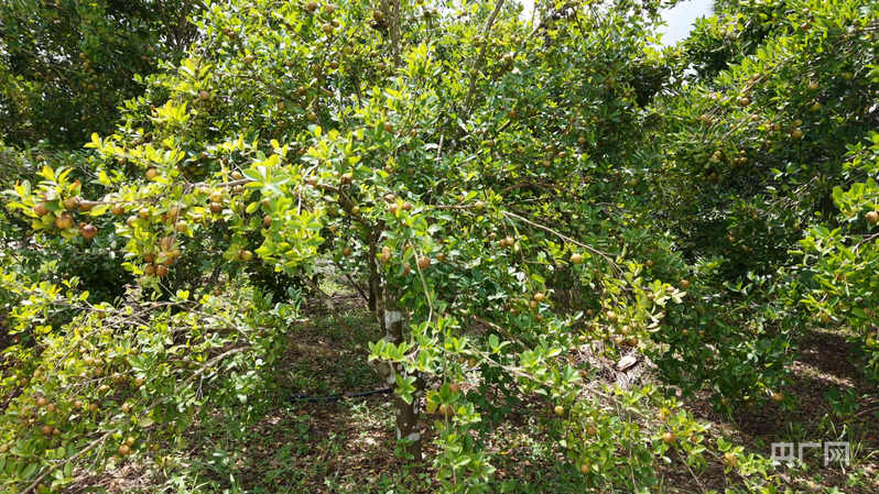 张发建种植的油茶（央广网记者 付美斌 摄）