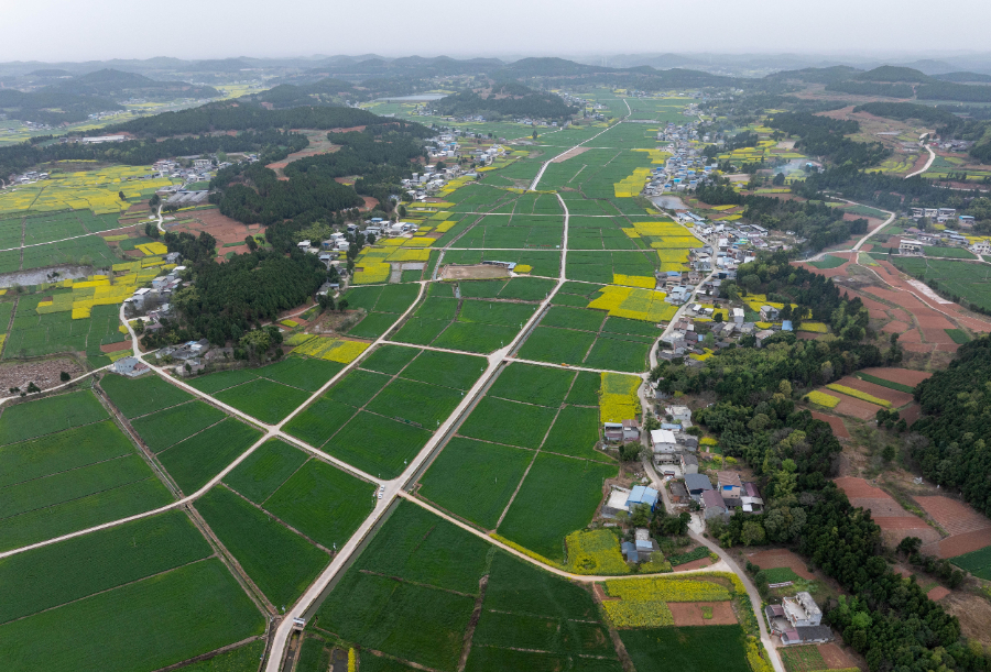 空中俯瞰1500余亩由中化农业MAP中江技术服务中心托管的四川省中江县酿酒专用小麦基地（4月1日摄，无人机照片）。新华社记者 江宏景 摄