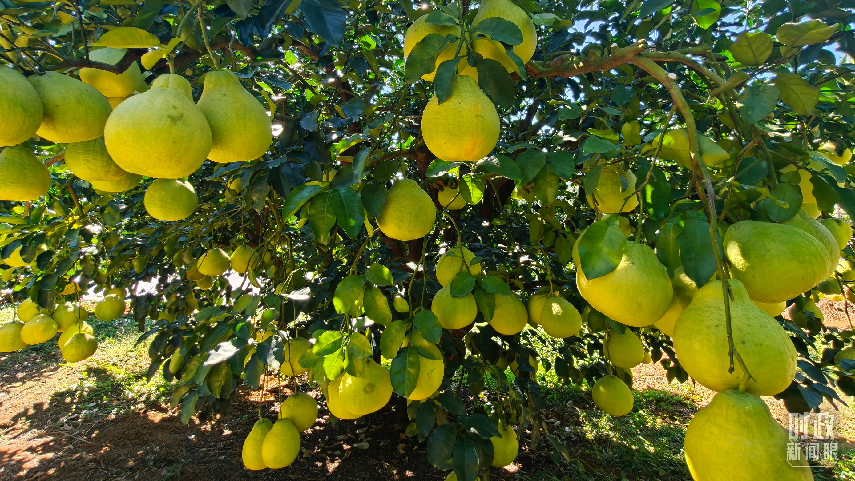 △南福村黄澄澄的柚子挂满枝头。（总台央视记者鄂介甫拍摄）