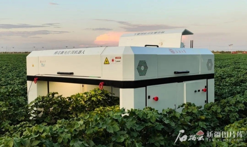 7月7日,在昌吉市榆树沟镇棉田里,棉花激光打顶机器人正在工作。新疆大学供图