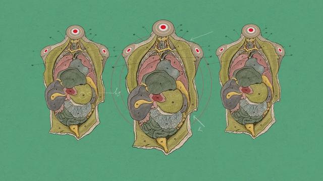 揭秘活体器官工厂:用自己细胞造备用身体算谋杀还是医学奇迹?