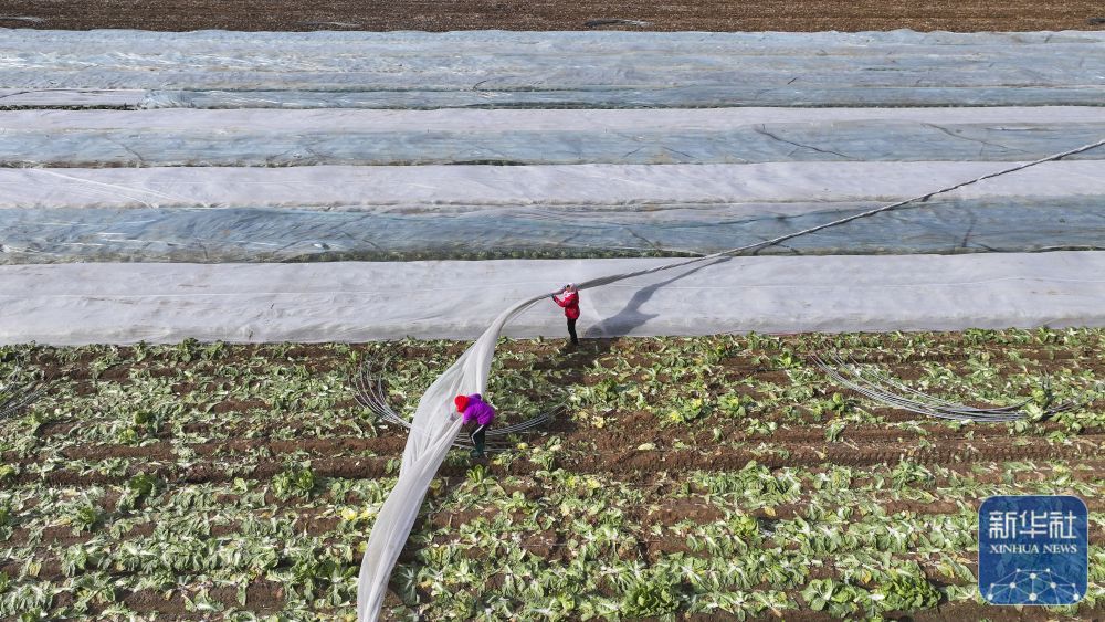 ↑ 12月11日,在山东省东营市广饶县李鹊镇,农民为作物覆盖防寒无纺布(无人机照片)。新华社发(刘云杰摄)