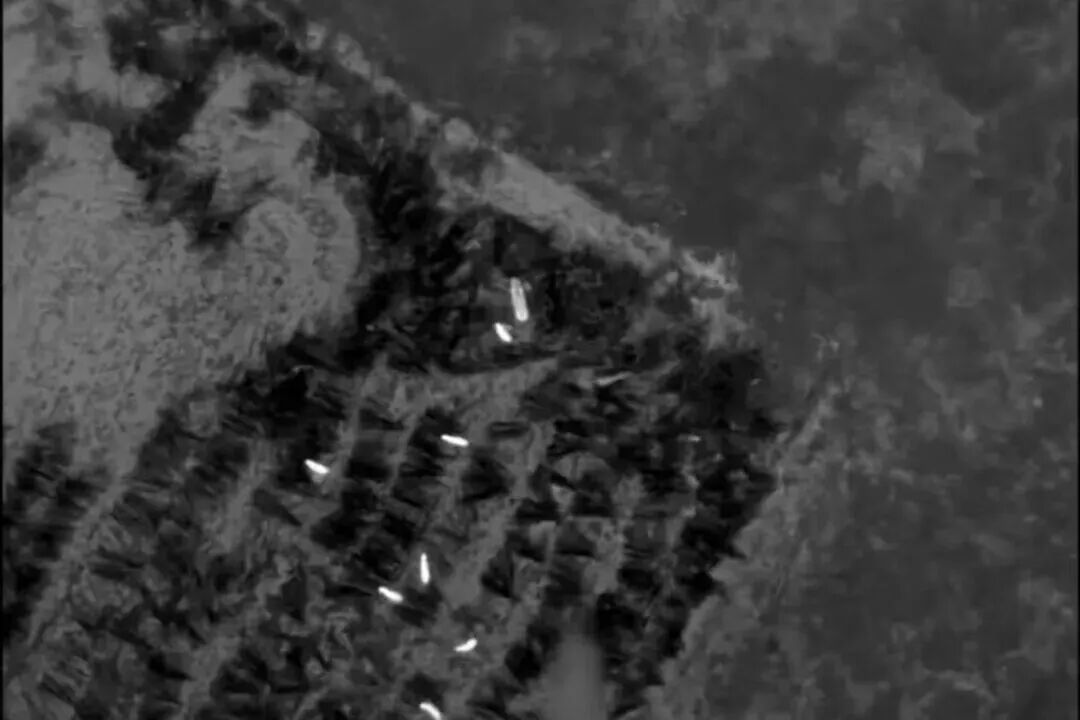 无人机热成像视角下的野生动物。 淳安公安供图