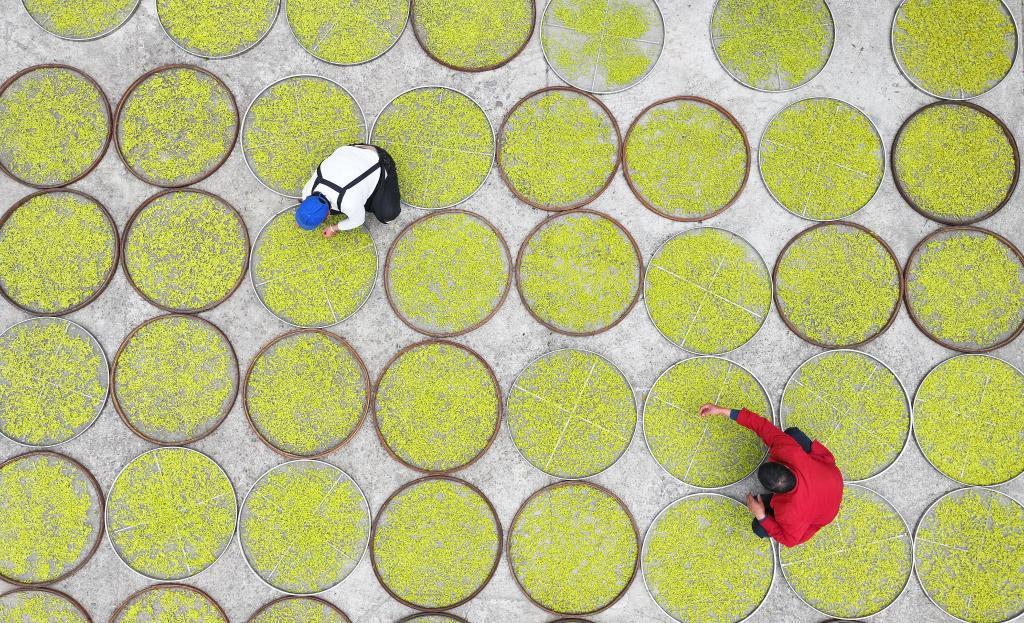 4月7日，在湖南省永州市双牌县上梧江瑶族乡盘家村云台山生态有机茶园，茶农在摊晒春茶（无人机照片）。新华社发（何红福摄）