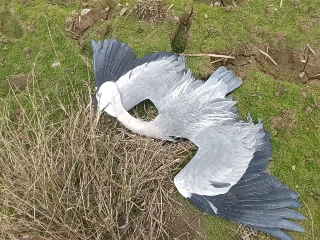 鸟类志愿者方先生发现,在江西上饶余干县鄱阳湖流域某湿地,有人毒害候鸟