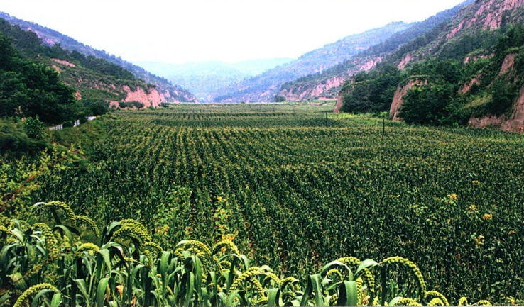 习近平带领梁家河村民修建的淤地坝。图片来源：《习近平的七年知青岁月》