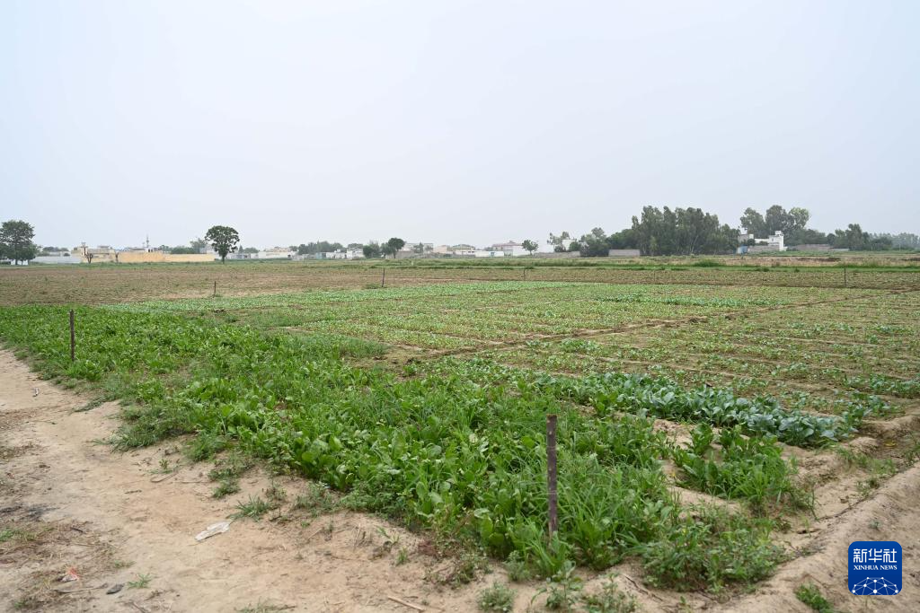 这是8月13日在巴基斯坦东部旁遮普省阿塔克县拍摄的种植引进自中国天津花椰菜种的农田。 新华社发(达尼亚勒·汗·贾敦摄)
