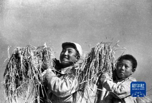 黄金似的谷穗,黄金似的童年。沙飞 摄