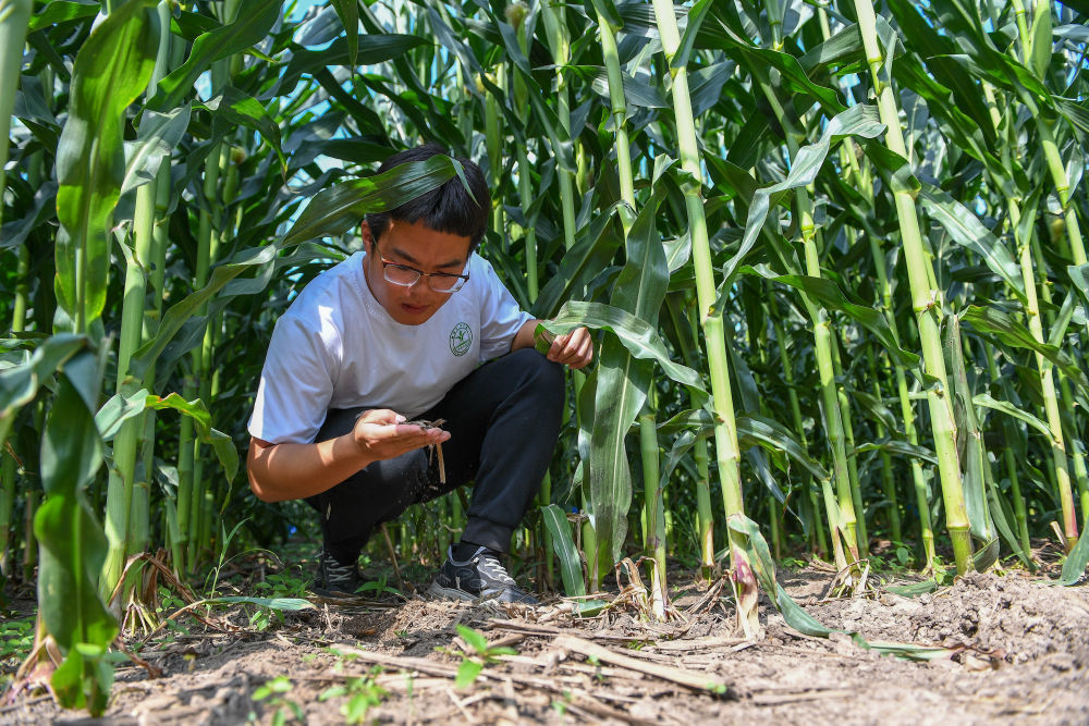 2023年7月31日，在位于吉林省四平市梨树县的中国农业大学“科技小院”保护性耕作试验田，学生沙野查看秸秆覆盖情况。