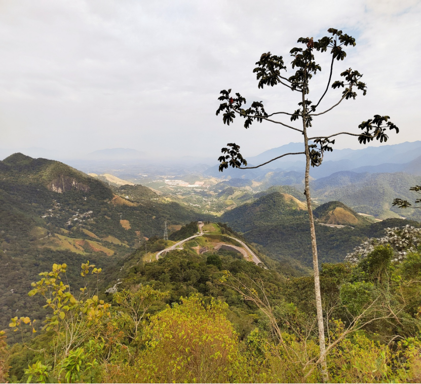 被改变的热带雨林