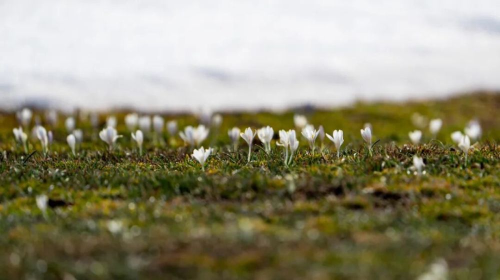 那拉提草原上绽放的野百合。新华社发(刘钰沁 摄)