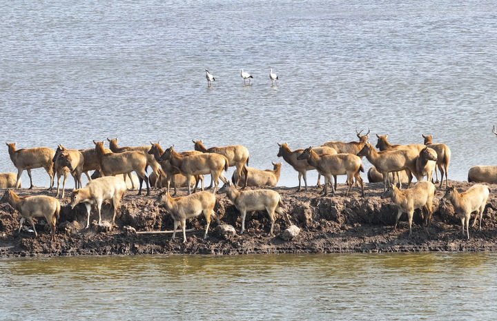 2024年12月21日在大丰黄海滩涂拍摄的麋鹿和东方白鹳。新华社记者 季春鹏 摄