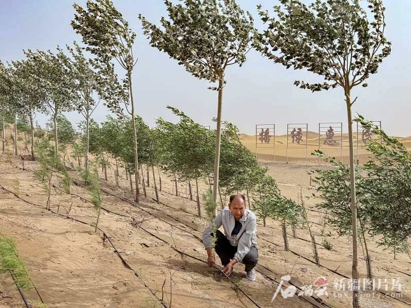 6月13日，工人在且末县防风治沙基地查看滴灌设备。