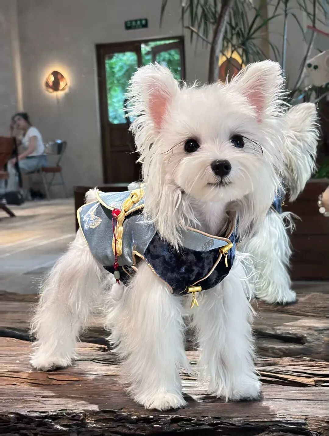 ▲爆款“贾宝玉马甲”。图 /访谈者提供