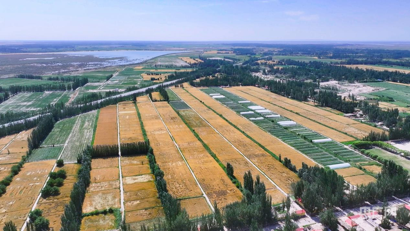 艾尔木东乡阿亚克艾尔木东村的麦田 (央广网发 宋佳飞 摄)