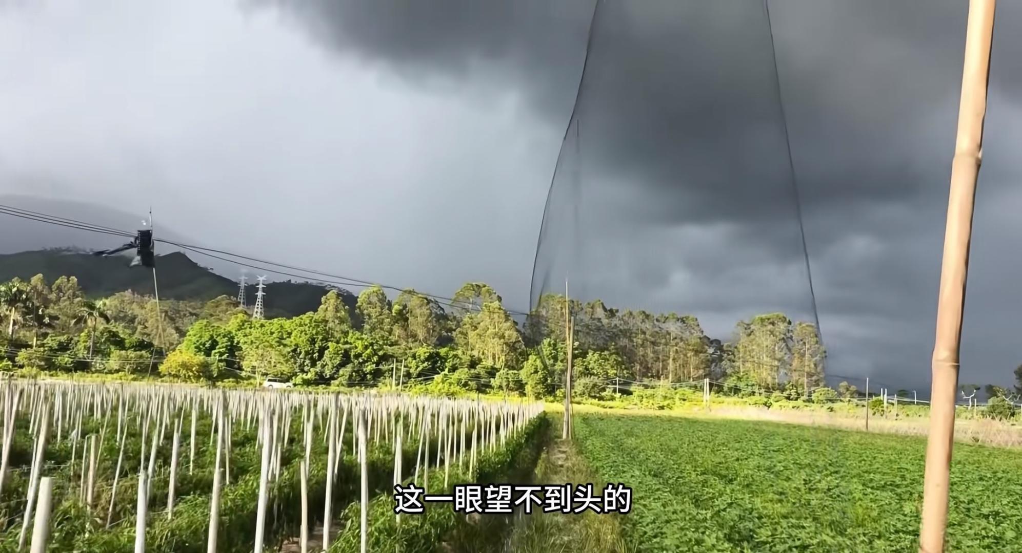 ▲志愿者拍摄到的鸟网(志愿者视频截图)