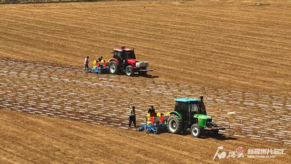 近日,在玛纳斯包家店镇的高标准农田上,搭载北斗卫星导航定位系统的无人驾驶智能一体化玉米播种机,正沿着预设的路线,稳健而高效地完成播种、铺设滴灌带、覆膜及覆土等一系列作业。玛纳斯县融媒体中心供图