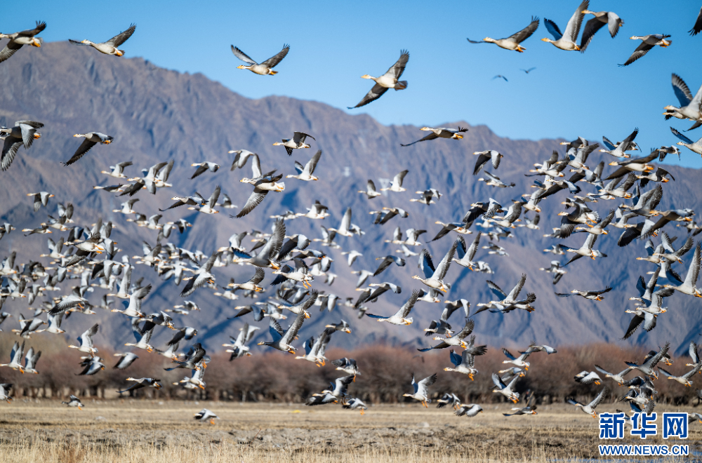 这是11月26日在西藏拉萨市林周县境内拍摄的斑头雁。新华网 旦增努布 摄