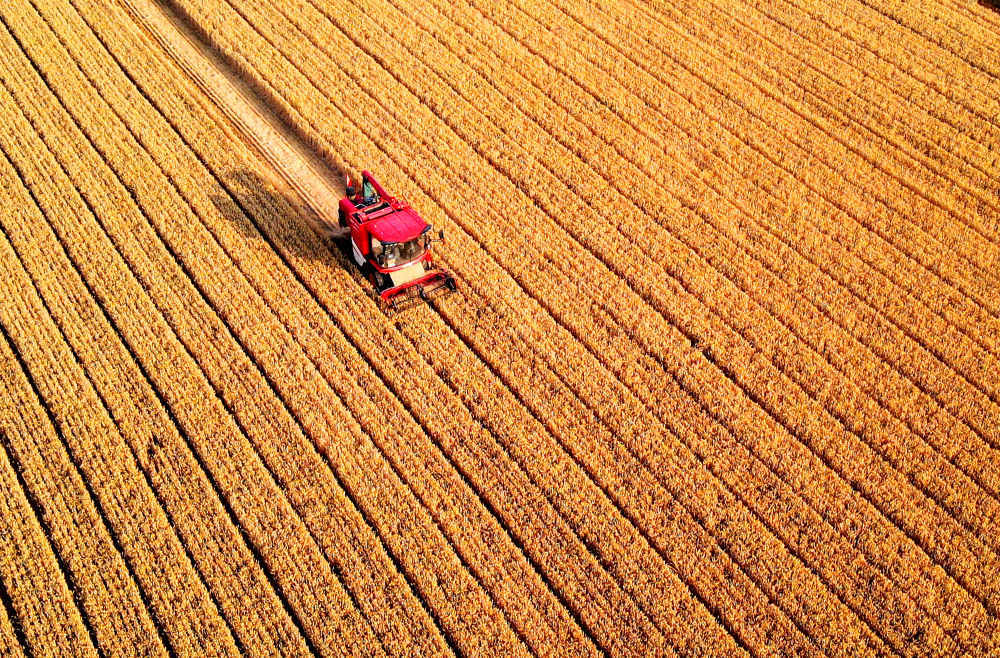 5月30日,在山东省临沂市平邑县保太镇,农机手驾驶收割机收割小麦(无人机照片)。 新华社发(武纪全摄)