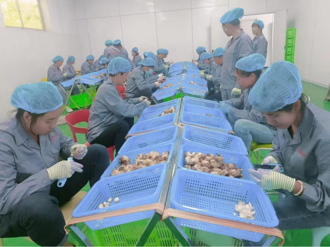 村民对药材做精深加工。