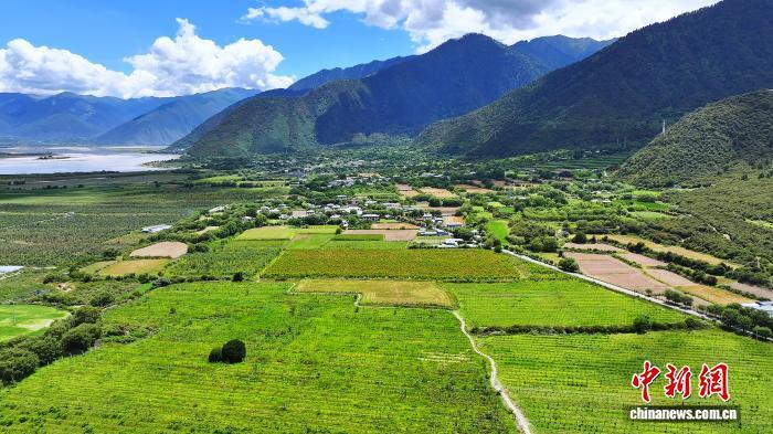 图为米林市果树林立的美丽乡村。米林融媒体中心 供图