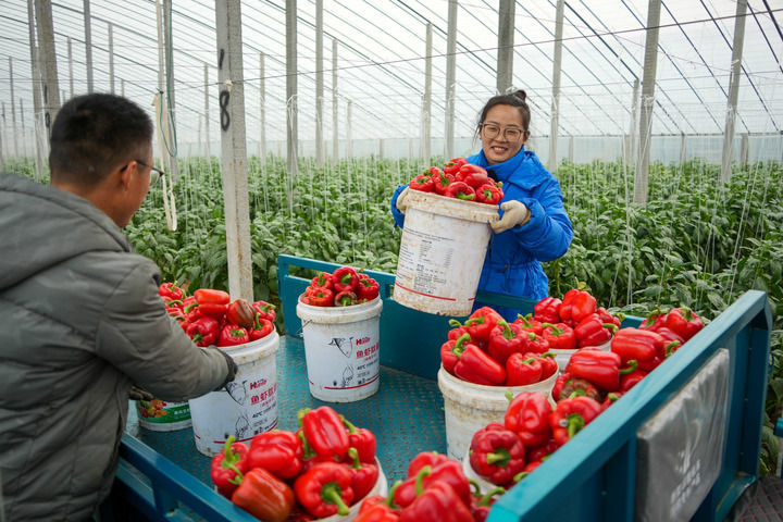 山东省寿光市的农民在大棚里收获蔬菜（1月22日摄）。新华社记者 徐速绘 摄