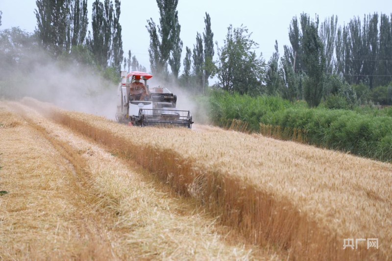 收割现场 (央广网发 歹淑丽 摄)