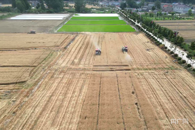 在扬州市宝应县，收割机在田间作业（央广网见习记者 吕倩媛 摄）