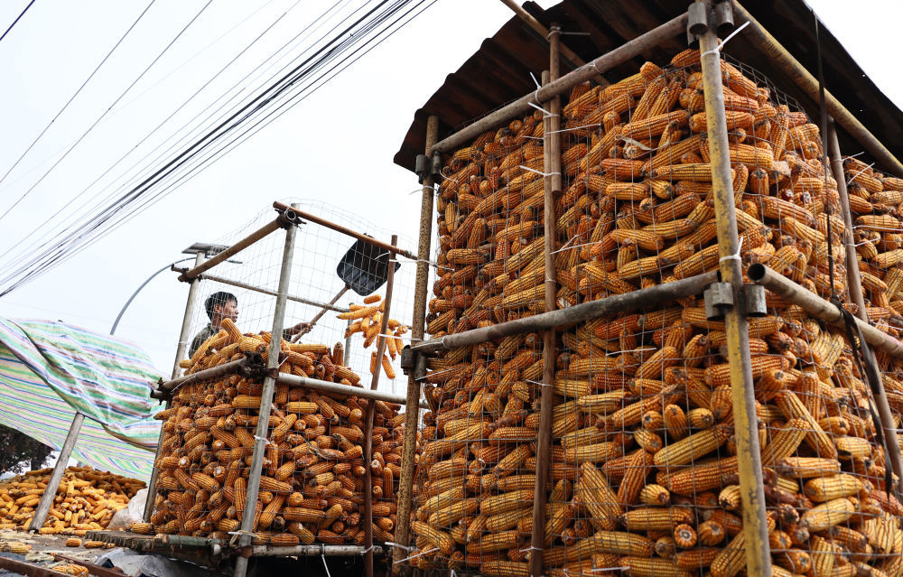 10月11日，山西省运城市新绛县泽掌镇泽掌村村民抓紧降雨暂停时段将收获的玉米上架晾晒。新华社发（高新生 摄）