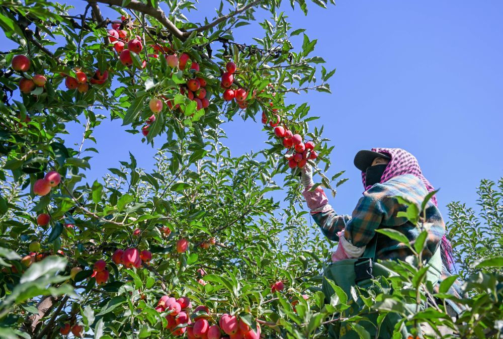 2024年9月12日，在内蒙古通辽市科尔沁左翼中旗希伯花镇，果农采摘锦绣海棠果。在科尔沁左翼中旗，以锦绣海棠为代表的经济林已成规模，其防风固沙、水土保持等生态效益逐渐显现，农牧民来自经济林的收入也不断增长。新华社记者 连振 摄