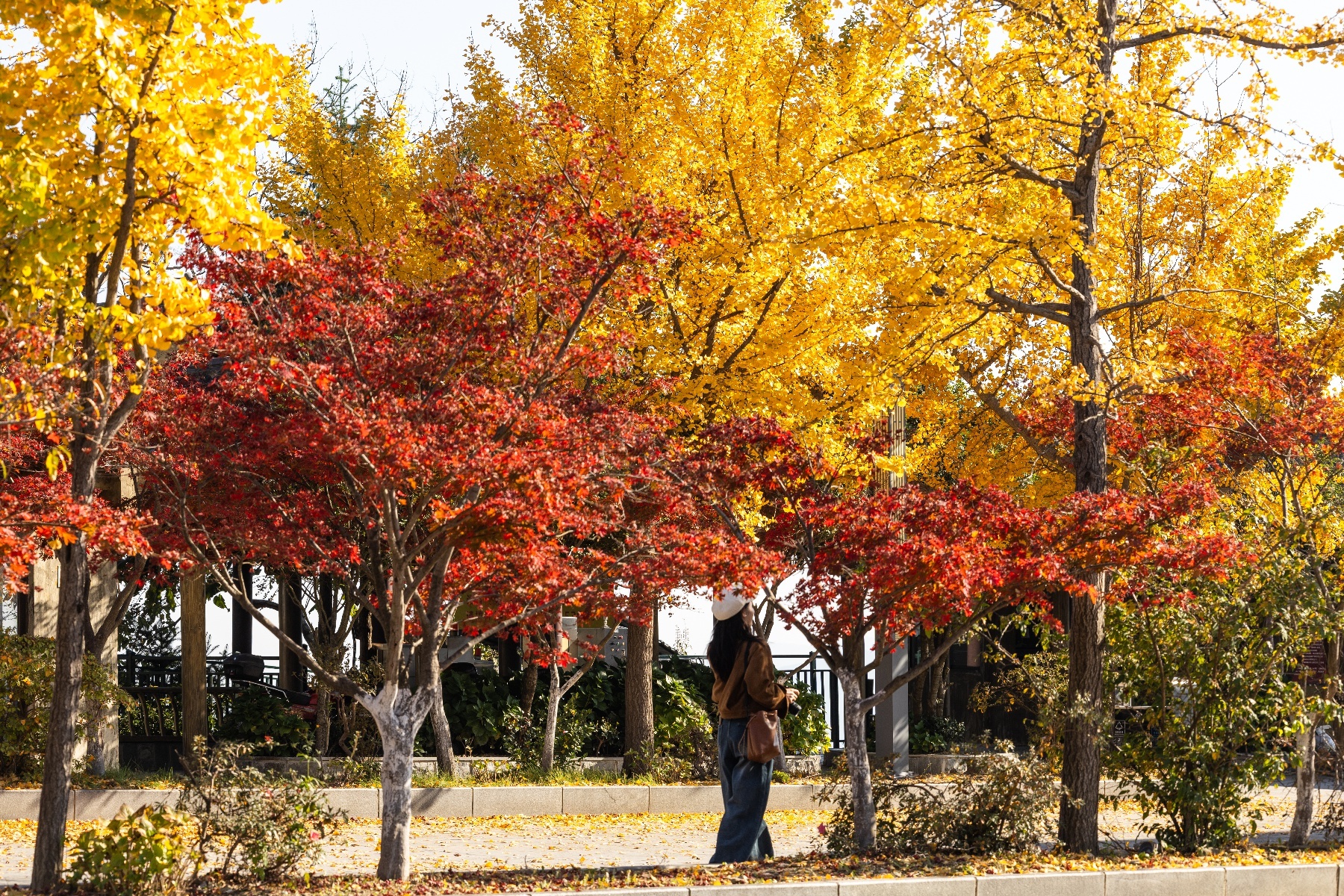 20251105武汉黄陂清凉寨秋景-9
