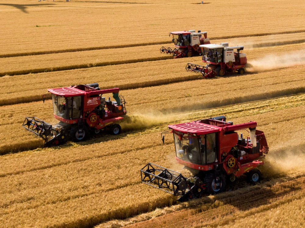 6月5日，河南滑县种粮大户杜焕永组织农业机械抢收小麦。滑县县委宣传部供图