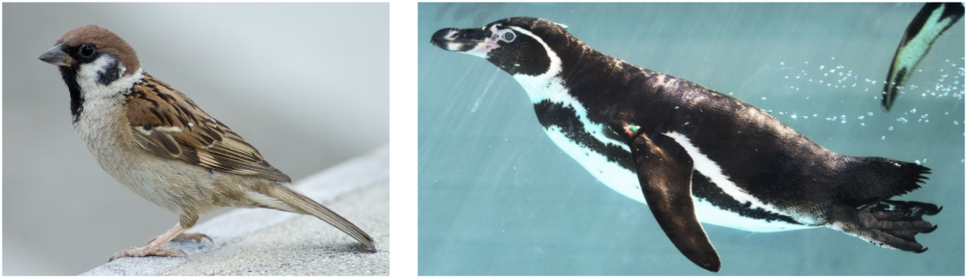 LeCun新作反杀AGI派!AI连“鸟”都搞不懂,拿什么超越人类?