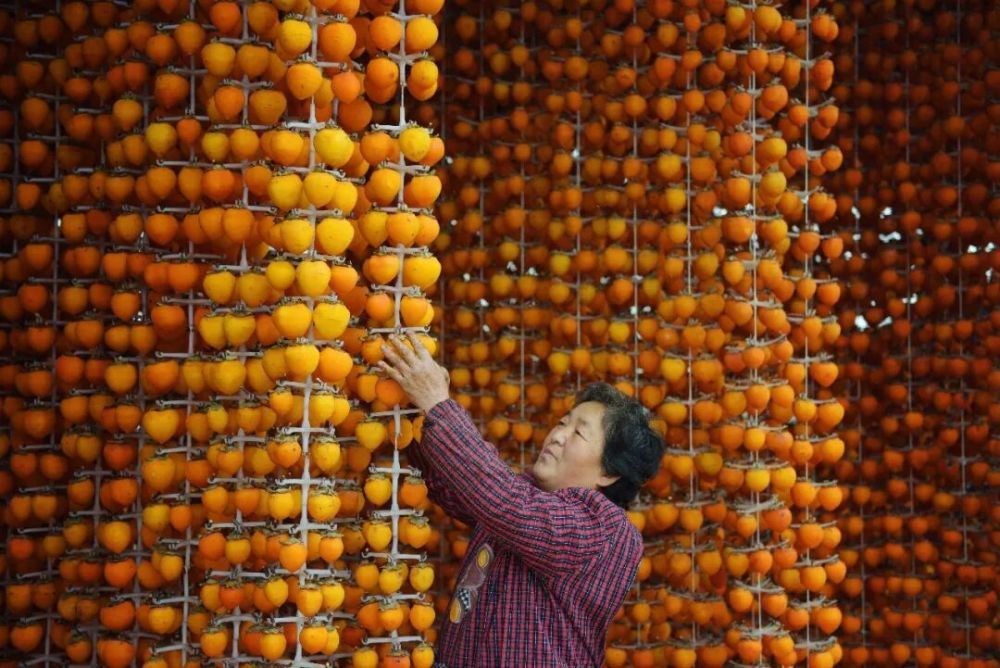 陕西省富平县曹村镇太白村村民在晾晒柿子。新华社记者 刘潇 摄