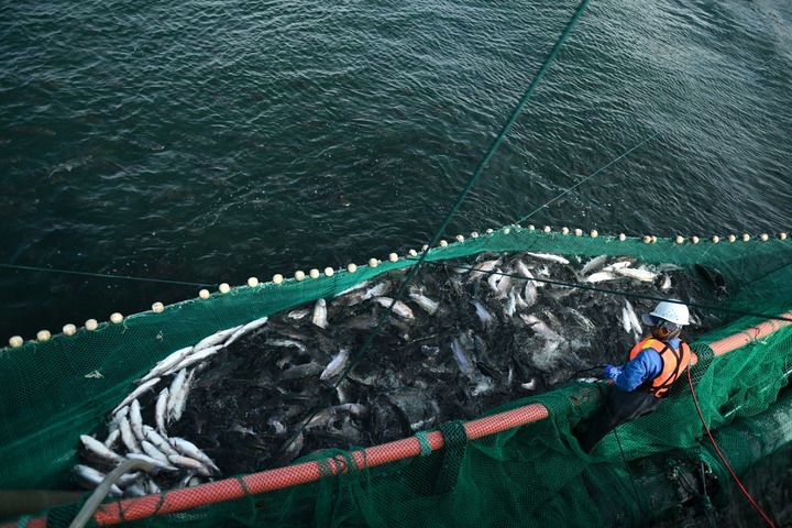 图为龙洋知鲜公司员工给冷水鱼降温。 新华社记者张龙 摄