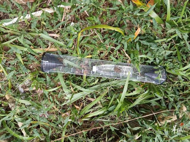 现场设置的捕蛇装置