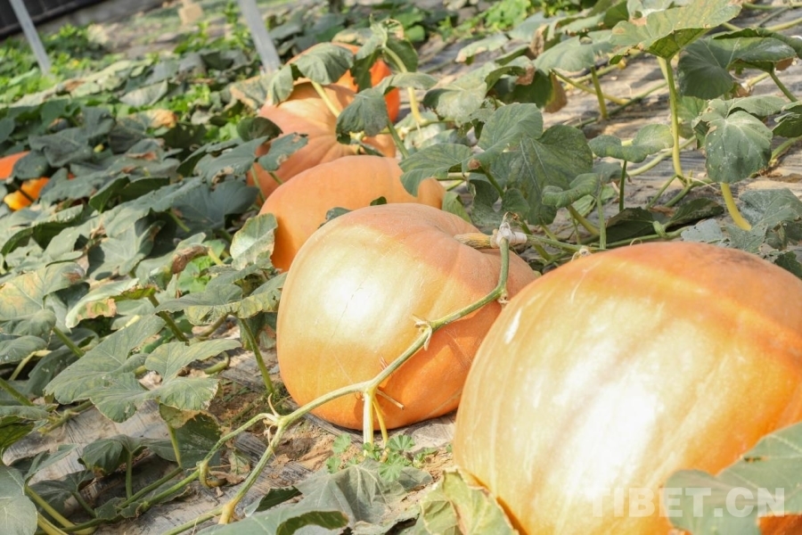 图为园区内的太空南瓜 摄影：贾华加