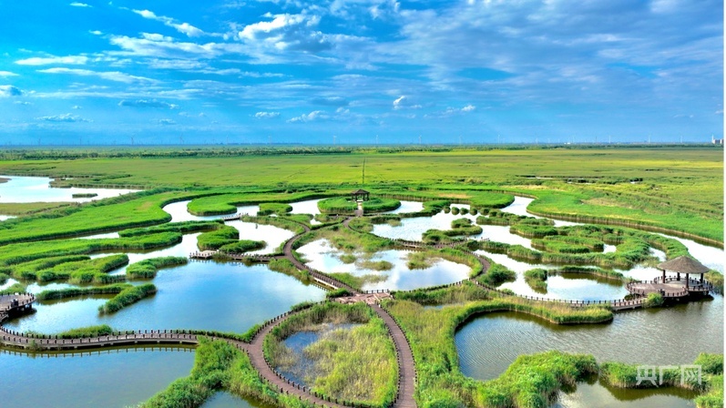 鸟瞰南大港湿地(央广网见习记者 张润 摄)