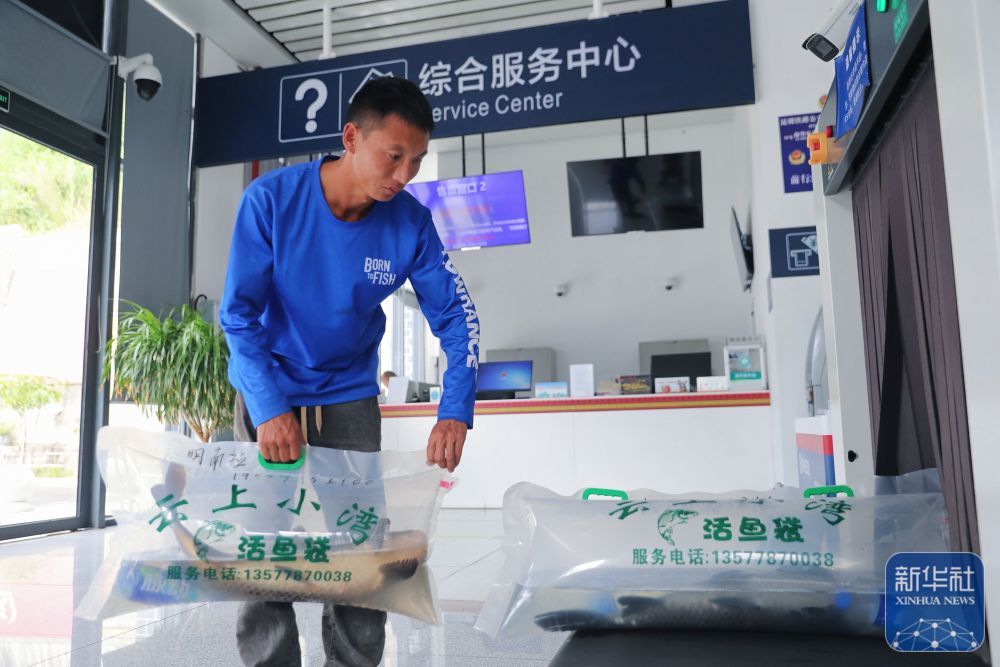 ↑ 10&#2637631日，工作人员将装袋、加氧后的小湾东镇生态江鱼放上安检设备，准备通过高铁动车运往昆明。