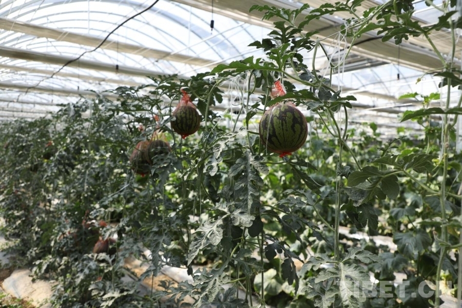图为园区内静待采摘的西瓜 摄影：贾华加