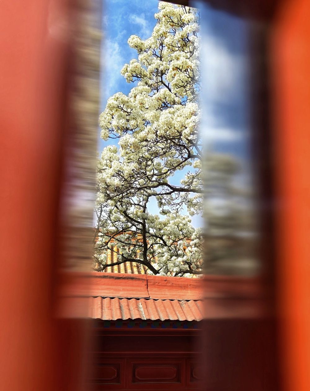 2025年/承乾宫梨花/摄影:徐金泉