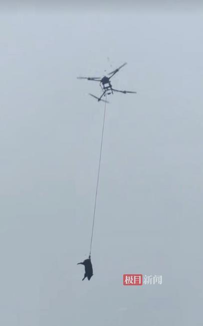 无人机吊运被捕杀的野猪(受访者供图)