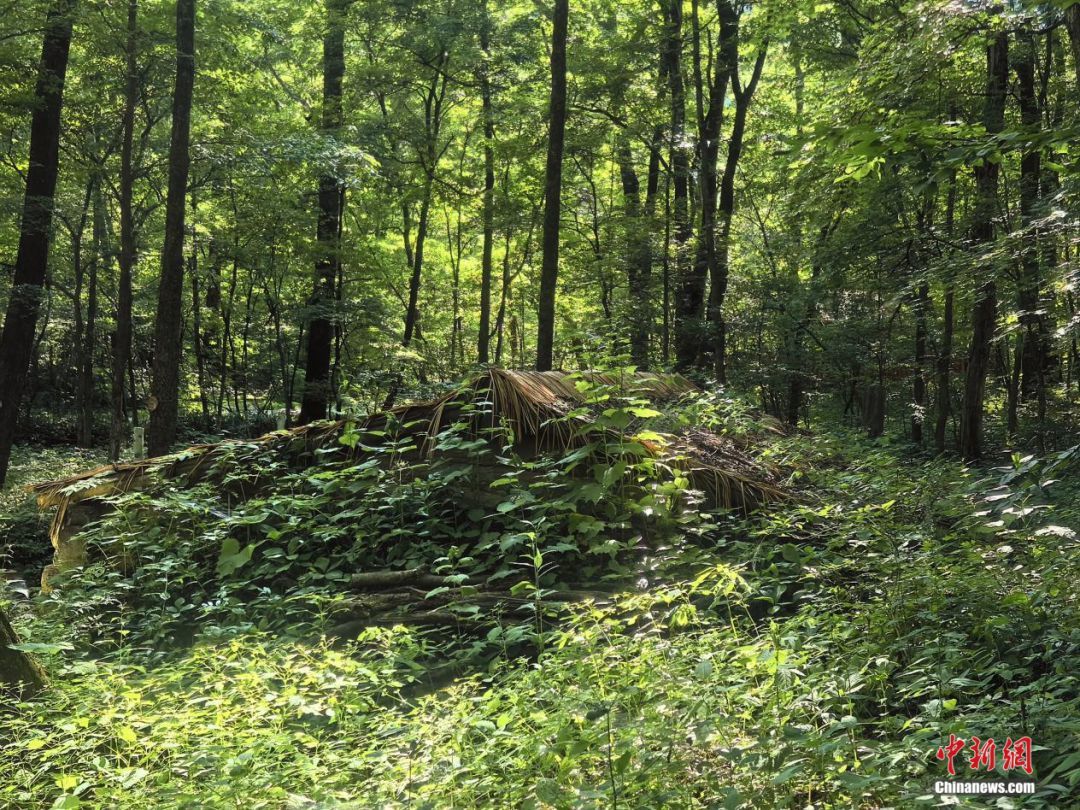 原始森林里“伪装”后的地窨子。苍雁 摄
