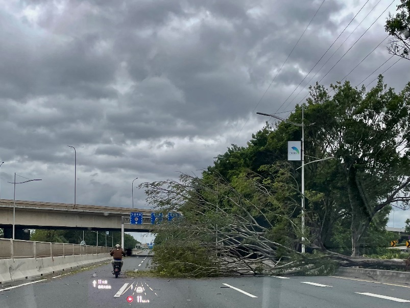9月24日7时,南沙大道南往北方向,有行道树被吹倒。(图/萧奉 摄)