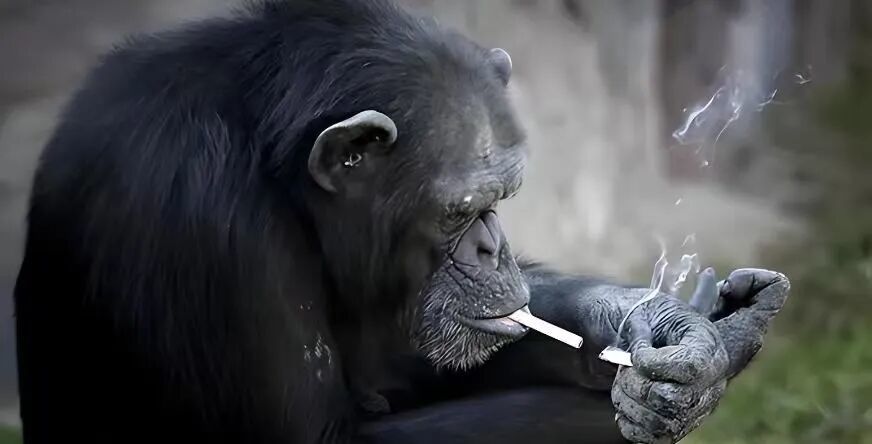平壤动物园黑猩猩吸烟 图/视频截图