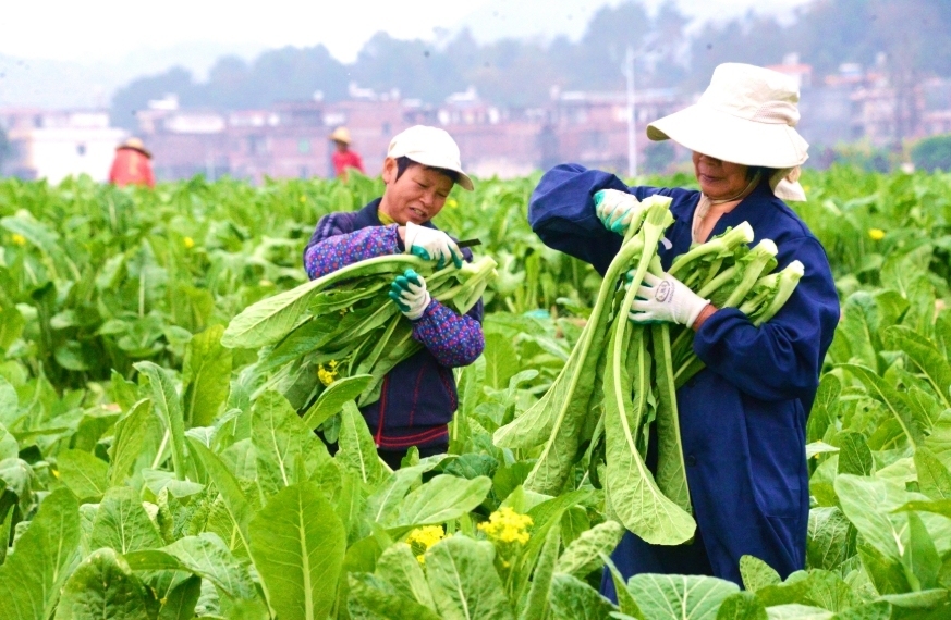 广东清远连州菜心迎来丰收季。南方+记者 黄津 摄