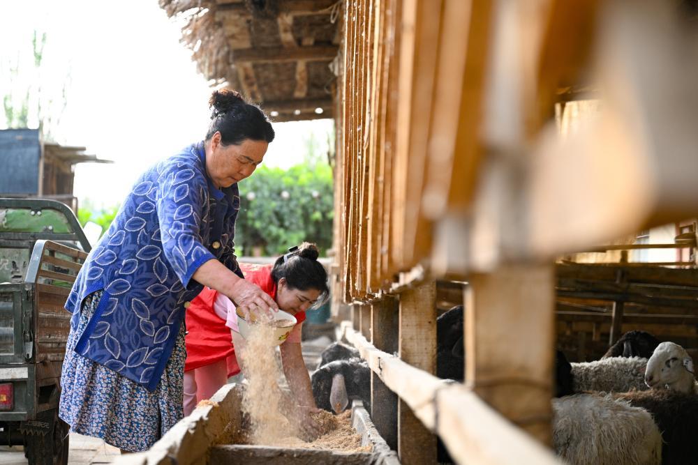 9月18日,达西村村干部卡麦尔汗·苏来曼(后)入户帮助村民喂羊。