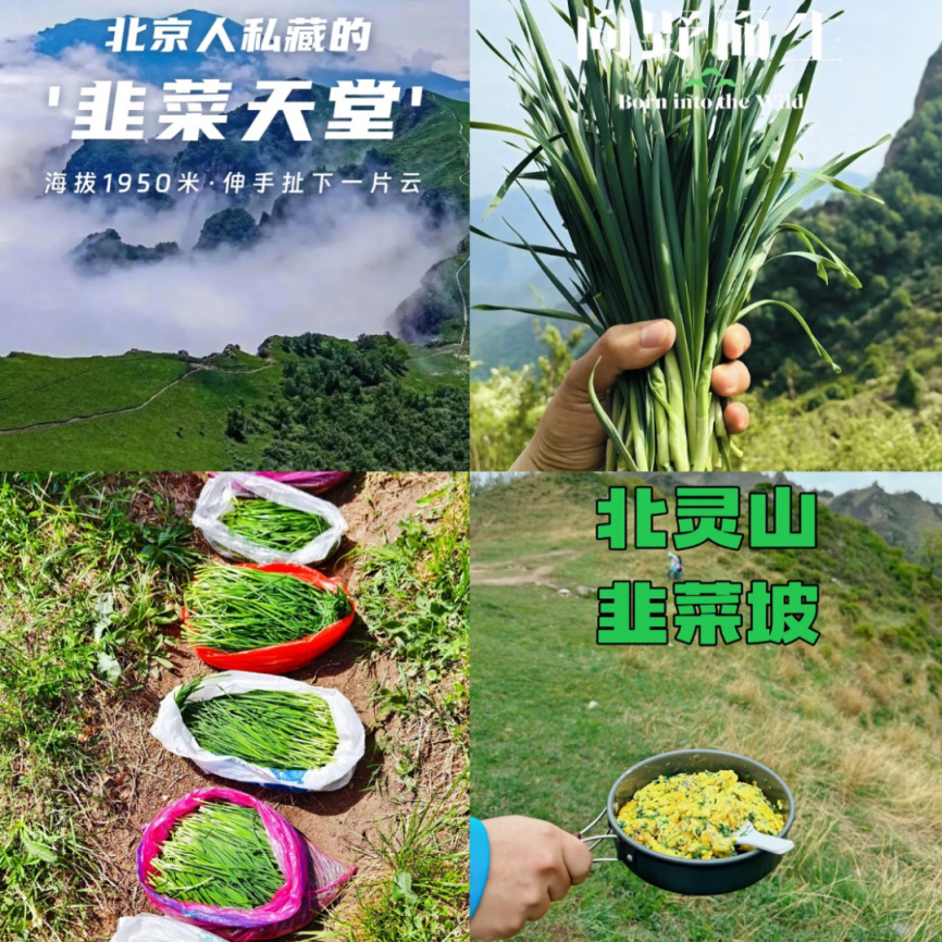 北灵山“花式”割韭菜(图片来源:北京晚报)